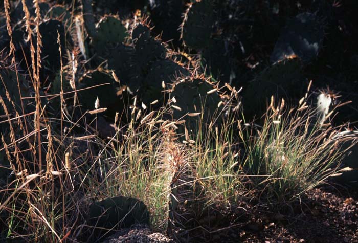 Plant photo of: Bouteloua gracilis