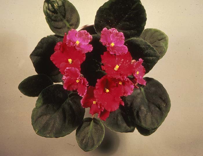Plant photo of: Saintpaulia ionantha