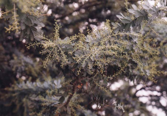 Plant photo of: Acacia baileyana 'Purpurea'