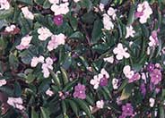 Brunfelsia pauciflora 'Floribunda'