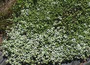 Thymus praecox arcticus