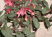 Fuchsia triphylla 'Gartenmeister Bonsted