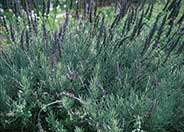 Goodwin Creek Gray Lavender