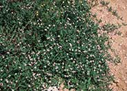 Lippia nodiflora 'Rosea'