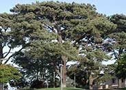 Pinus torreyana