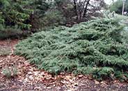 Juniperus x media 'Pfitzerana'