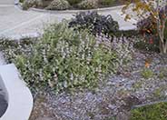 Salvia leucophylla 'Pt. Sal'