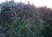 Hardenbergia violacea rosea