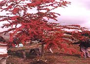 Paul's Scarlet Hawthorn