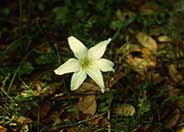 Zephyr Flower