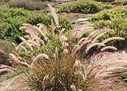 Eaton Canyon Fountain Grass