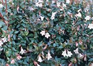 Abelia grandiflora 'Edward Goucher'