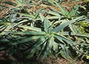 Medicinal Aloe