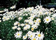 Chrysanthemum maximum