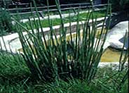 Horsetail Reed Grass