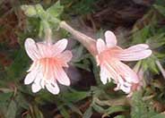 Zauschneria californica 'Pink'