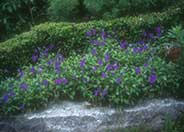 Viola cornuta 'Purple Showers'
