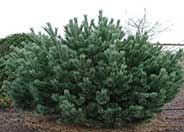 Pinus sylvestris 'Nana'