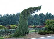 Sequoiadendron gigantea 'Pendula'