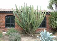Hildmann Cactus