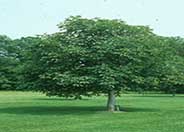 Ruby-Red Horse Chestnut