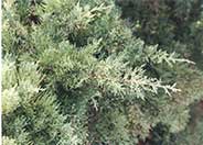 Juniperus chinensis 'Pfitzerana'