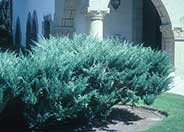 Juniperus chinensis 'Pfitzerana Glauca'