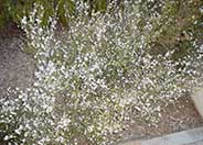 Leptospermum scoparium 'Snow White'