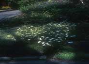 Zinnia angustifolia 'Classic'