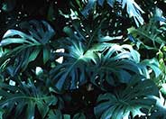 Cut-leaf Philodendron