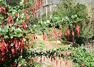Fuchsia Flowering Gooseberry