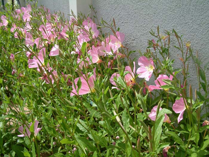 Plant photo of: Oenothera berlandieri 'Siskiyou'