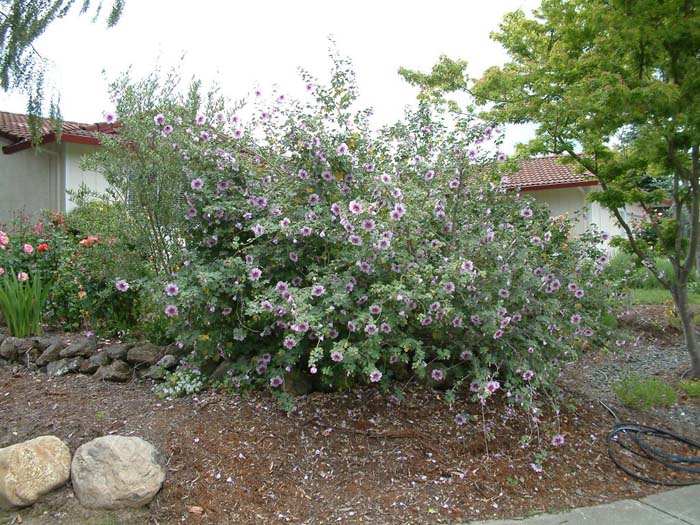 Plant photo of: Lavatara bicolor