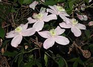 Anemone Clematis